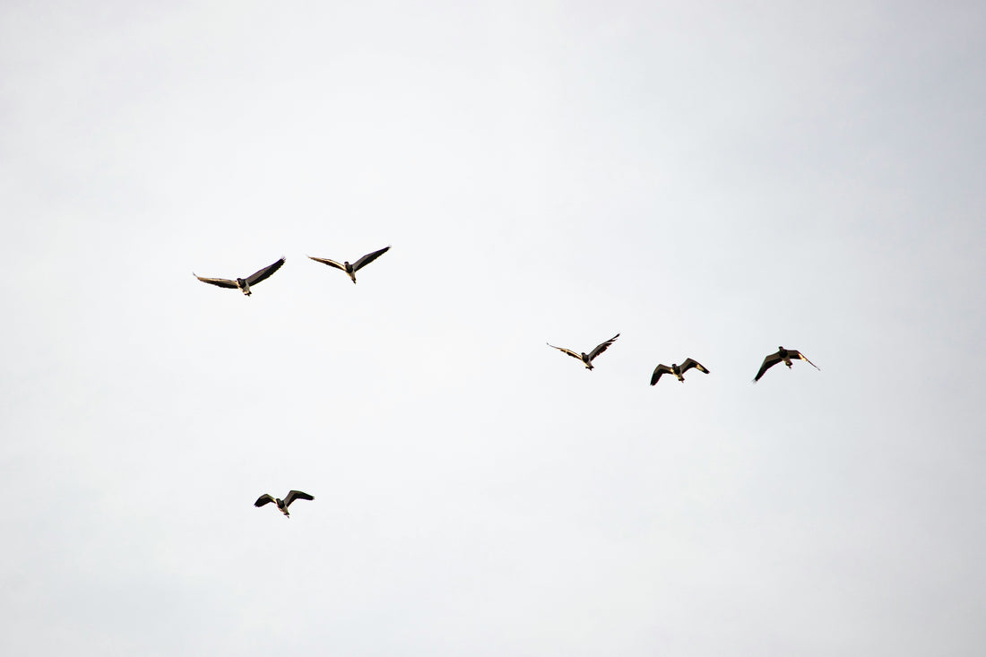 Protecting Wildlife with Birdcomb