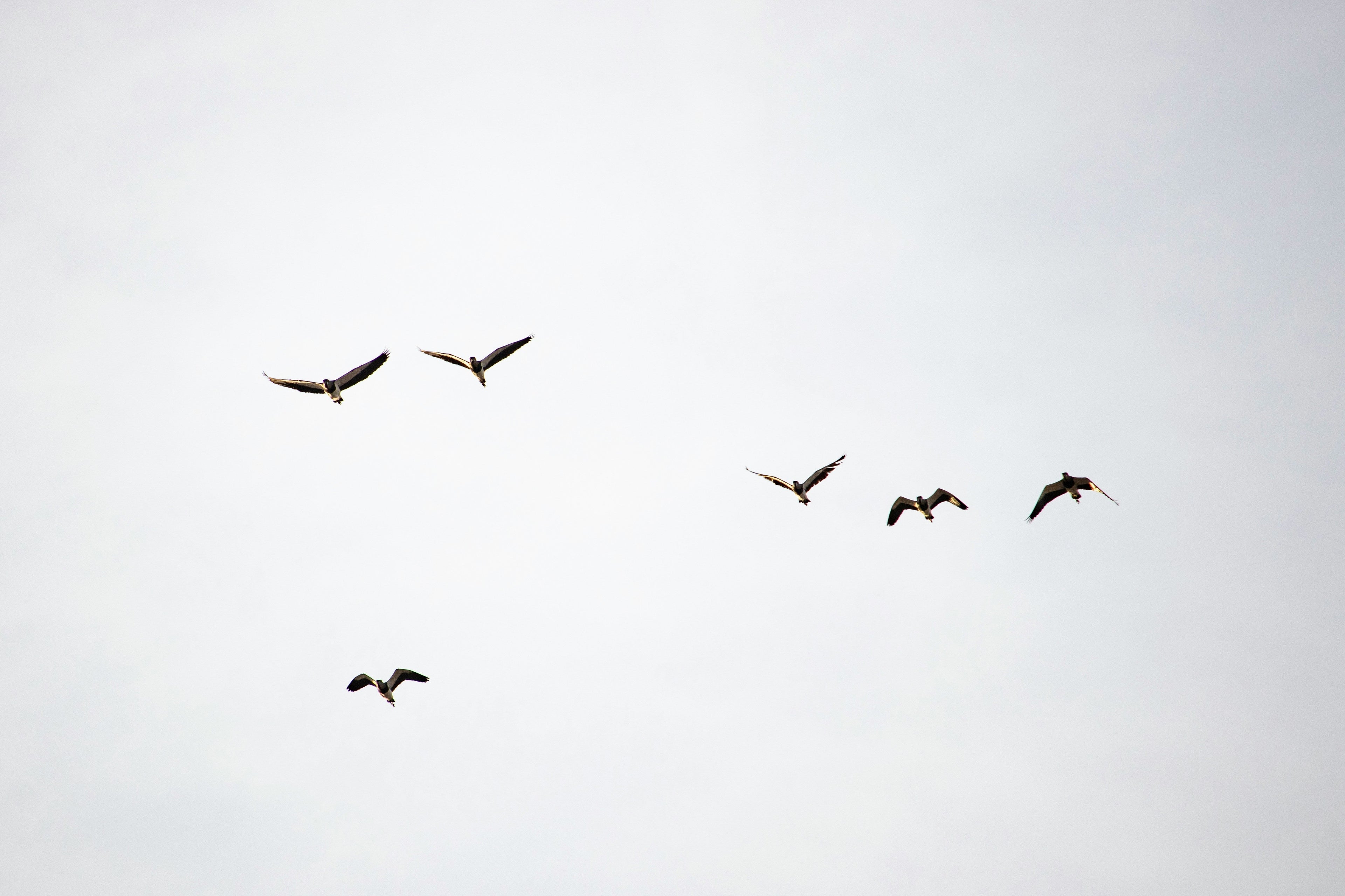 Protecting Wildlife with Birdcomb